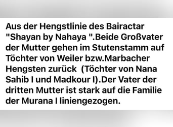 Vollblutaraber, Hengst, 3 Jahre, 155 cm, Rappe