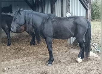 Vollblutaraber, Hengst, 15 Jahre, 154 cm, Rappe