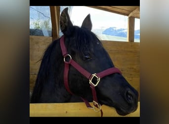 Vollblutaraber, Hengst, 2 Jahre, 155 cm, Rappe