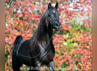 Vollblutaraber, Hengst, 9 Jahre, 156 cm, Rappe