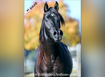 Vollblutaraber, Hengst, 9 Jahre, 156 cm, Rappe