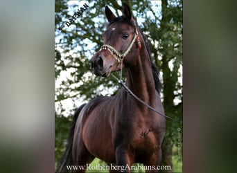 Vollblutaraber, Hengst, 9 Jahre, 156 cm, Rappe