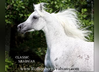 Vollblutaraber, Hengst, 9 Jahre, 156 cm, Rappe
