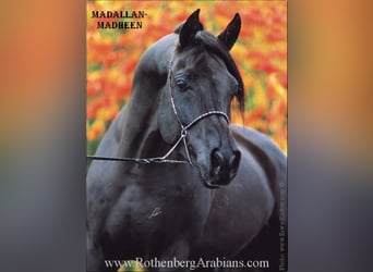 Vollblutaraber, Hengst, 9 Jahre, 156 cm, Rappe