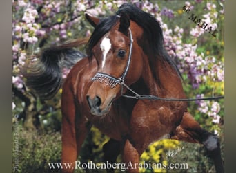 Vollblutaraber, Hengst, 9 Jahre, 156 cm, Rappe