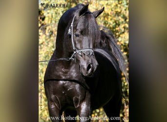 Vollblutaraber, Hengst, 9 Jahre, 156 cm, Rappe