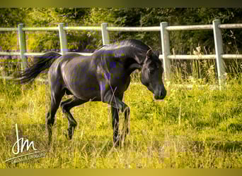 Vollblutaraber, Hengst, 13 Jahre, 152 cm, Rappe