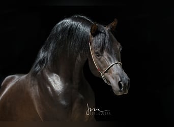 Vollblutaraber, Hengst, 13 Jahre, 152 cm, Rappe