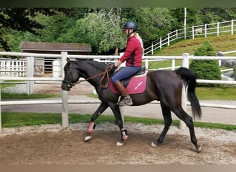 Vollblutaraber, Hengst, 13 Jahre, 152 cm, Rappe