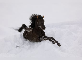 Vollblutaraber, Hengst, 13 Jahre, 152 cm, Rappe
