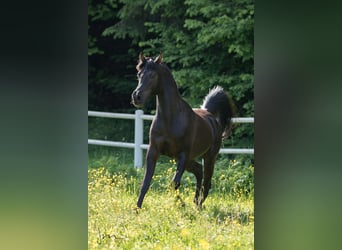 Vollblutaraber, Hengst, 13 Jahre, 152 cm, Rappe