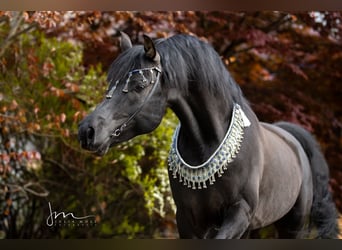 Vollblutaraber, Hengst, 13 Jahre, 152 cm, Rappe