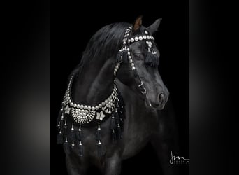 Vollblutaraber, Hengst, 13 Jahre, 152 cm, Rappe