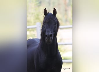 Vollblutaraber, Hengst, 13 Jahre, 152 cm, Rappe
