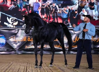 Vollblutaraber, Hengst, 8 Jahre, Rappe
