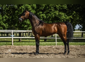 Vollblutaraber, Hengst, 6 Jahre, 152 cm, Rotbrauner