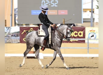 Vollblutaraber, Hengst, 5 Jahre, 156 cm, Schimmel