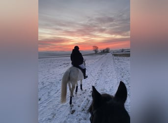 Vollblutaraber, Stute, 10 Jahre, 140 cm, Fliegenschimmel