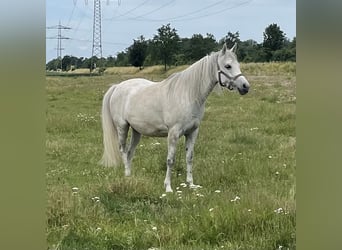 Vollblutaraber, Stute, 10 Jahre, 140 cm, Fliegenschimmel