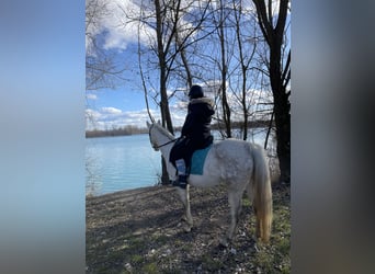 Vollblutaraber, Stute, 10 Jahre, 140 cm, Fliegenschimmel