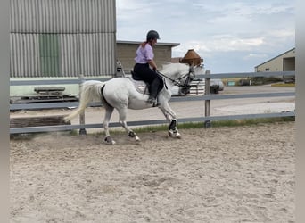 Vollblutaraber, Stute, 10 Jahre, 140 cm, Fliegenschimmel