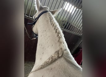 Vollblutaraber, Stute, 10 Jahre, 140 cm, Fliegenschimmel