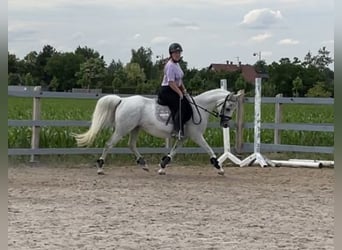 Vollblutaraber, Stute, 10 Jahre, 140 cm, Fliegenschimmel