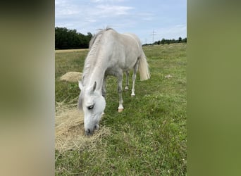 Vollblutaraber, Stute, 10 Jahre, 140 cm, Fliegenschimmel