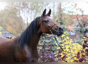 Vollblutaraber, Stute, 10 Jahre, 151 cm, Rotbrauner