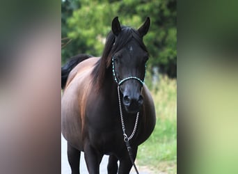 Vollblutaraber, Stute, 10 Jahre, 152 cm, Rappe