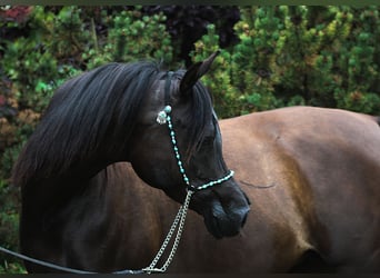 Vollblutaraber, Stute, 10 Jahre, 152 cm, Rappe