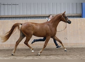 Vollblutaraber, Stute, 10 Jahre, 153 cm, Fuchs
