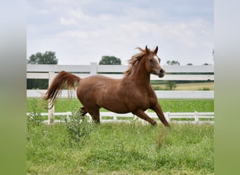 Vollblutaraber, Stute, 10 Jahre, 153 cm, Fuchs