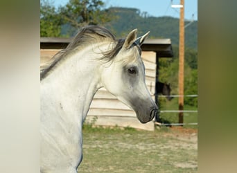 Vollblutaraber, Stute, 10 Jahre, 153 cm, Schimmel