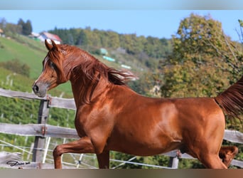 Vollblutaraber, Stute, 10 Jahre, 153 cm, Schimmel