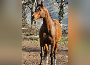 Vollblutaraber, Stute, 10 Jahre, 155 cm, Brauner