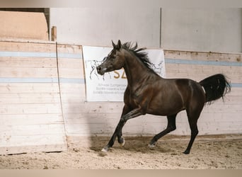 Vollblutaraber, Stute, 10 Jahre, 156 cm, Dunkelbrauner