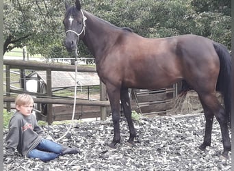 Vollblutaraber, Stute, 10 Jahre, 156 cm, Dunkelbrauner