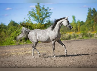 Vollblutaraber, Stute, 10 Jahre, 156 cm, Schimmel