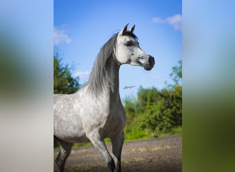 Vollblutaraber, Stute, 10 Jahre, 156 cm, Schimmel