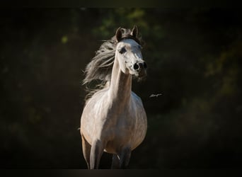 Vollblutaraber, Stute, 10 Jahre, 156 cm, Schimmel