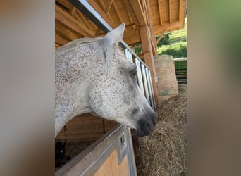 Vollblutaraber, Stute, 10 Jahre, 159 cm, Fliegenschimmel