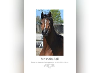 Vollblutaraber, Stute, 10 Jahre