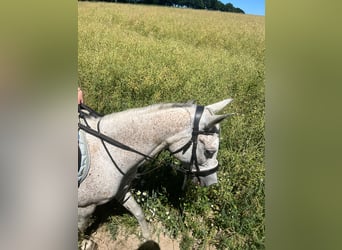 Vollblutaraber, Stute, 11 Jahre, 146 cm, Apfelschimmel