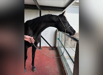 Vollblutaraber, Stute, 11 Jahre, 147 cm, Rappe