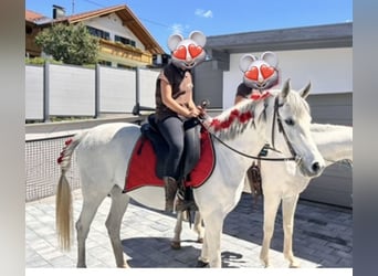 Vollblutaraber, Stute, 11 Jahre, 148 cm, Schimmel