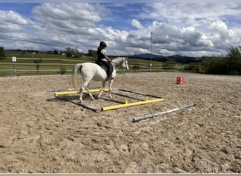 Vollblutaraber, Stute, 11 Jahre, 148 cm, Schimmel