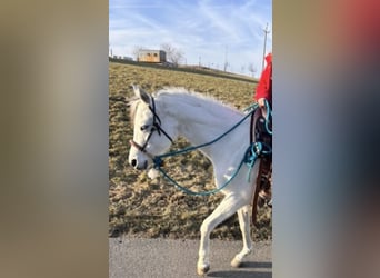 Vollblutaraber, Stute, 11 Jahre, 148 cm, Schimmel