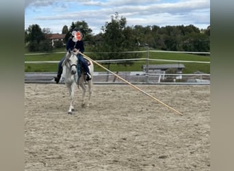 Vollblutaraber, Stute, 11 Jahre, 148 cm, Schimmel