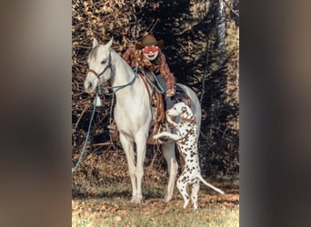 Vollblutaraber, Stute, 11 Jahre, 148 cm, Schimmel